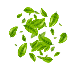 Green Tea Extract