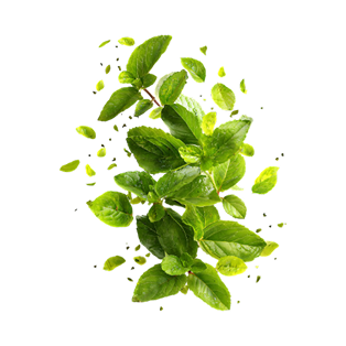 Tulsi Extract
