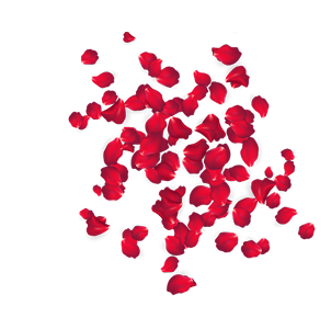Rose Petals